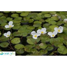 Hydrocharis morsus-ranae