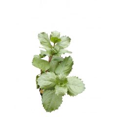 Hygrophila Difformis