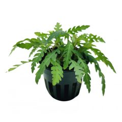 Hygrophila Pinnatifida