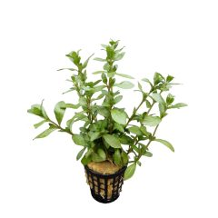 Hygrophila Polysperma