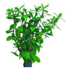 Hygrophila Polysperma