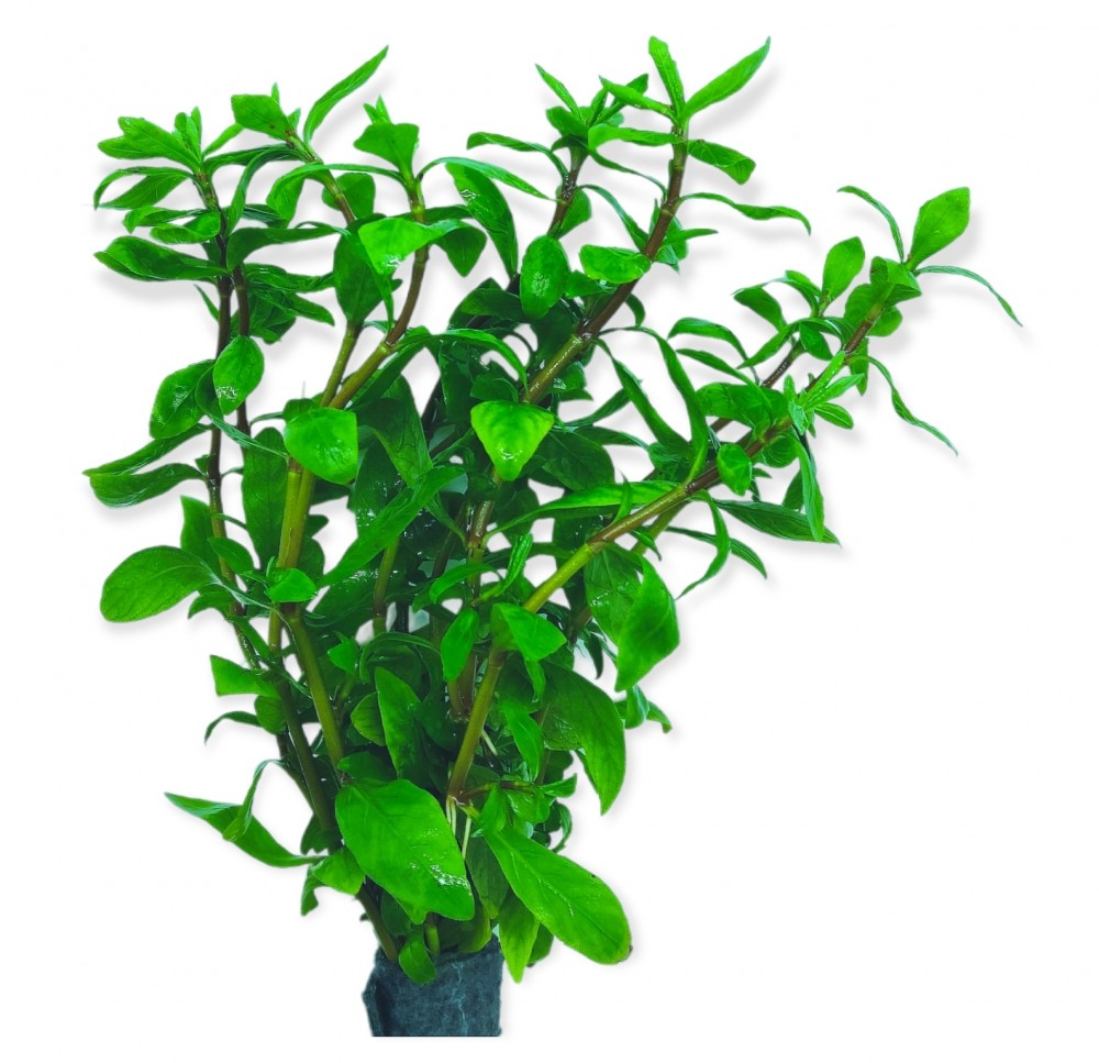 Hygrophila Polysperma Aquafloris Shop