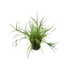 Juncus Repens