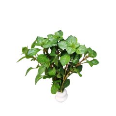 Ludwigia Palustris Red