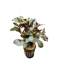 Ludwigia Repens Rubin