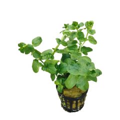 Lysimachia nummularia