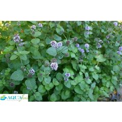 Mentha aquatica