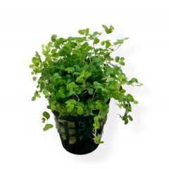 Micranthenum Montecarlo