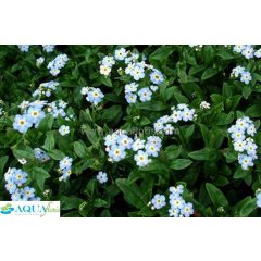 Myosotis palustris