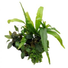 Pflanzen für Nanoaquarium III.