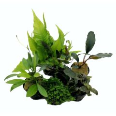 Pflanzen für Nanoaquarium IV.