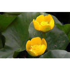 Nuphar lutea