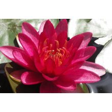 Nymphaea Burgundy Princess