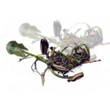 Nymphaea Burgundy Princess