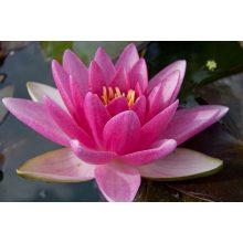 Nymphaea Charles de Meurville