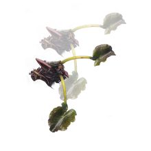 Nymphaea Charles de Meurville