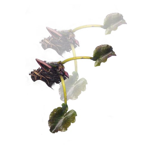 Nymphaea Charles de Meurville