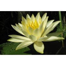 Nymphaea Colonel A.J. Welch