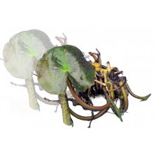 Nymphaea Colonel A.J. Welch