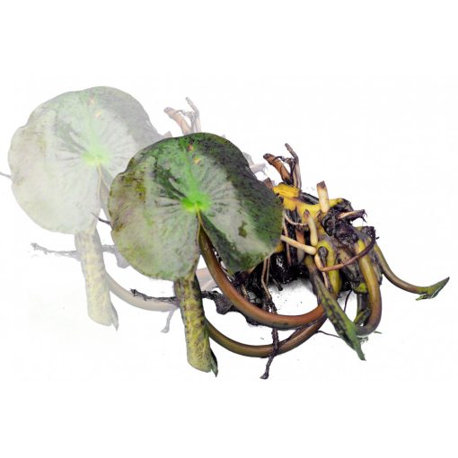 Nymphaea Colonel A.J. Welch