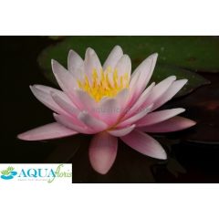 Nymphaea Marliacea Rosea