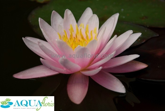 Achat Nymphaea X 'Marliacea Rosea' (Nénuphar, rose clair)