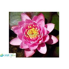 Nymphaea Mrs. Richmond