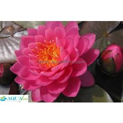 Nymphaea Perrys Fire Opal