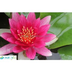 Nymphaea René Gérard