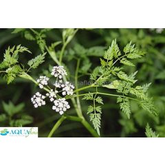 Oenanthe aquatica