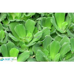Pistia stratoides