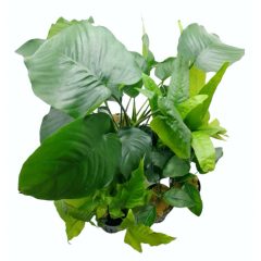 Aquarienpflanzen für Barscharquarien II.