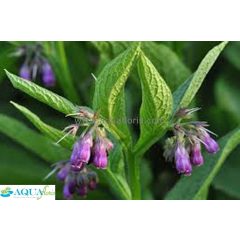 Symphytum officinale