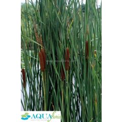 Typha angustifolia