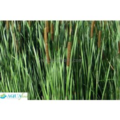 Typha gracilis