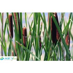 Typha latifolia