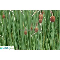 Typha minima