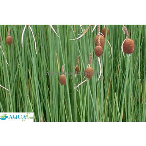 Typha minima