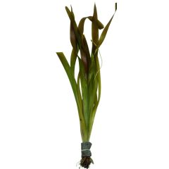 Vallisneria Gigantea