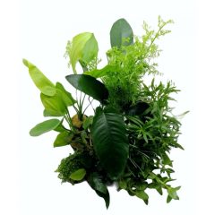 Gemischte Aquarienpflanzen I.