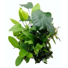 Gemischte Aquarienpflanzen II.