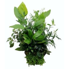 Gemischte Aquarienpflanzen III.