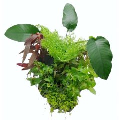 Gemischte Aquarienpflanzen IV.